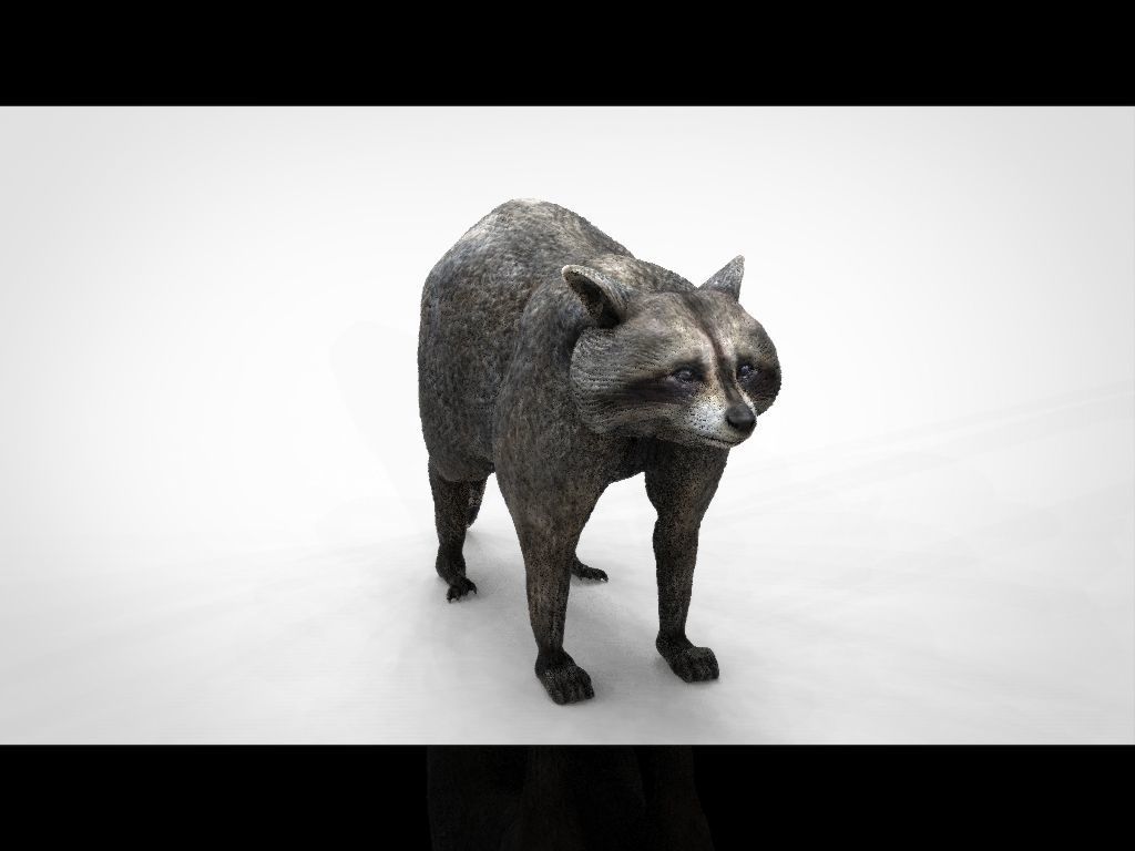 RACCOON Low-poly 3D model_13