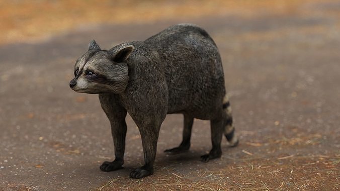 RACCOON Low-poly 3D model