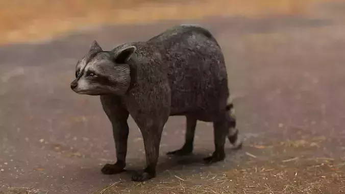 RACCOON