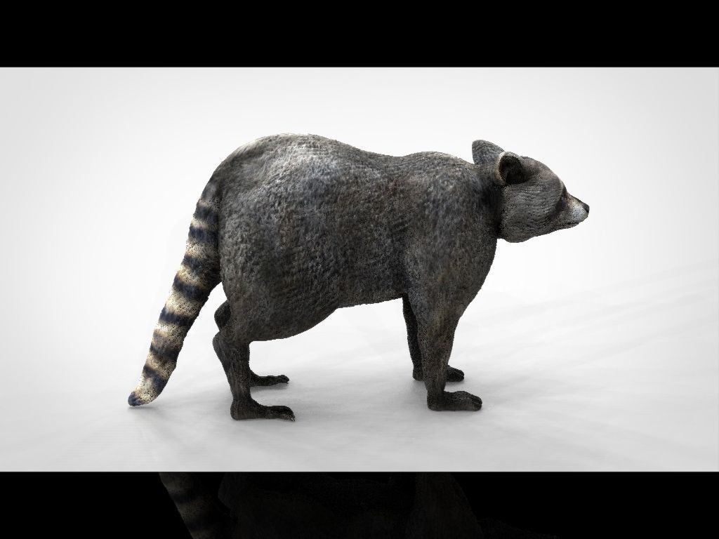 RACCOON Low-poly 3D model_19