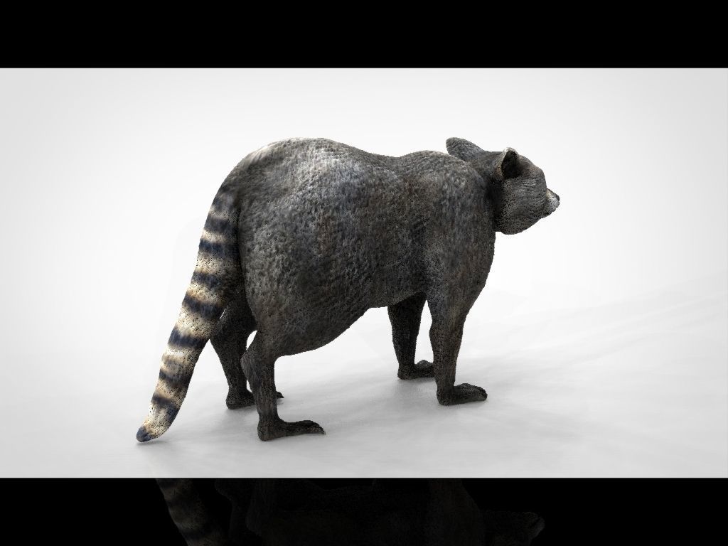 RACCOON Low-poly 3D model_16