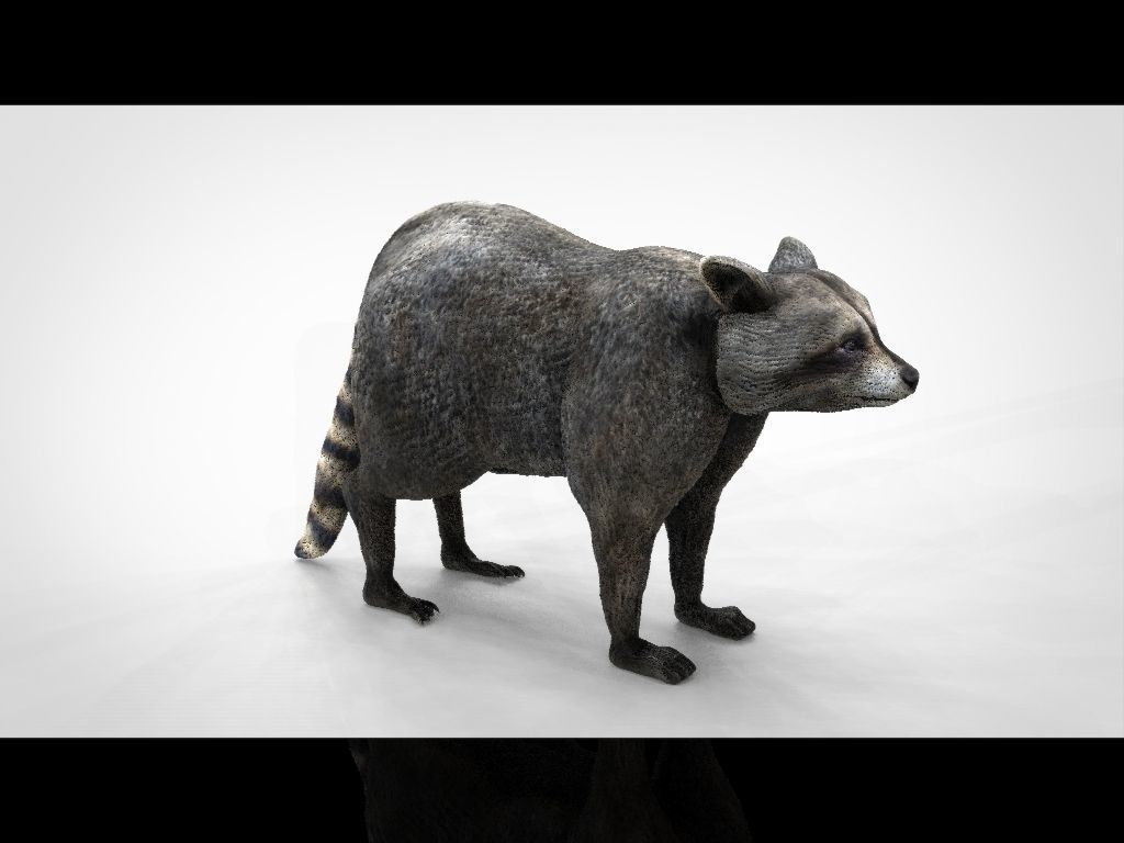 RACCOON Low-poly 3D model_17