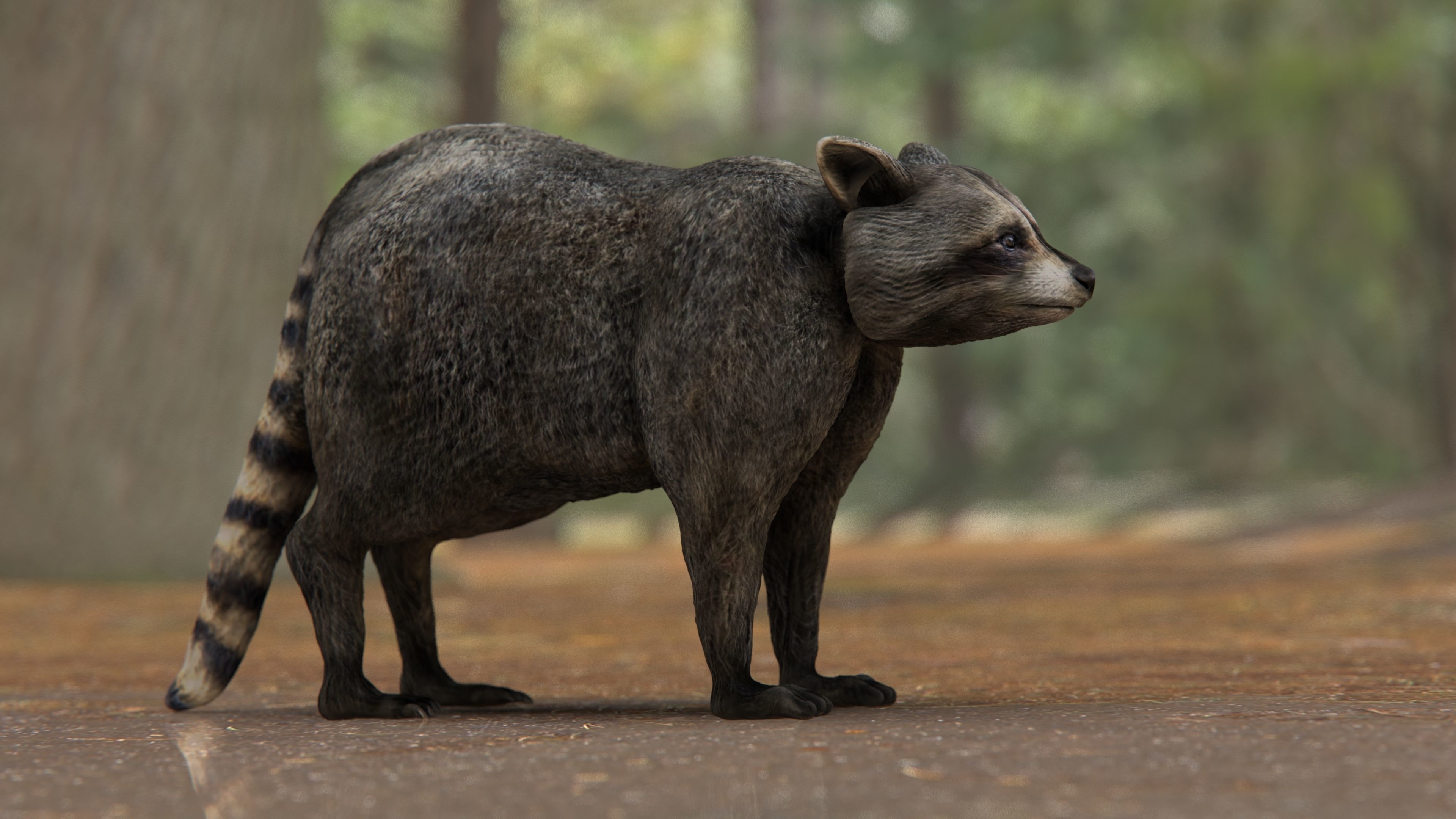 RACCOON Low-poly 3D model_2