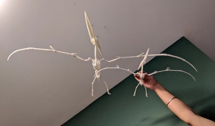 Pteranodon Skull 3D print model_4