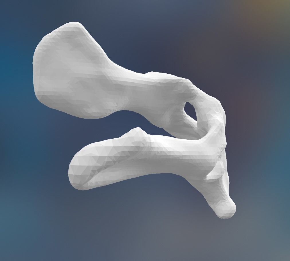 Dog Pelvis 3D print model_4