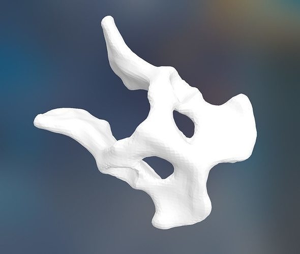 Dog Pelvis 3D print model