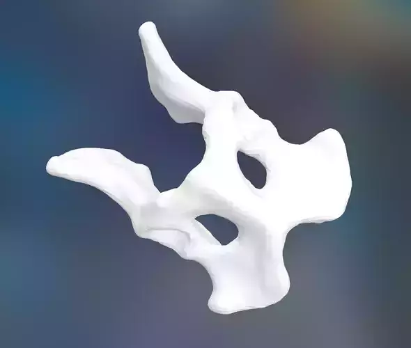 Dog Pelvis