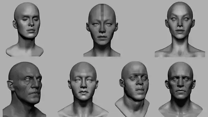 Male Female Head Collection 3D model