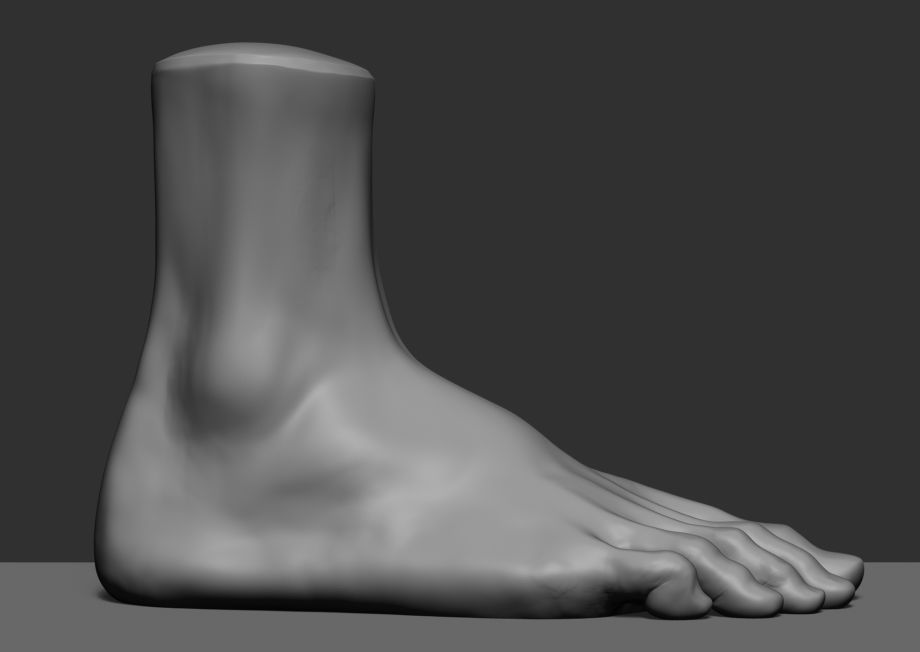 Male Anatomy Body Parts 3D Model Collection_7