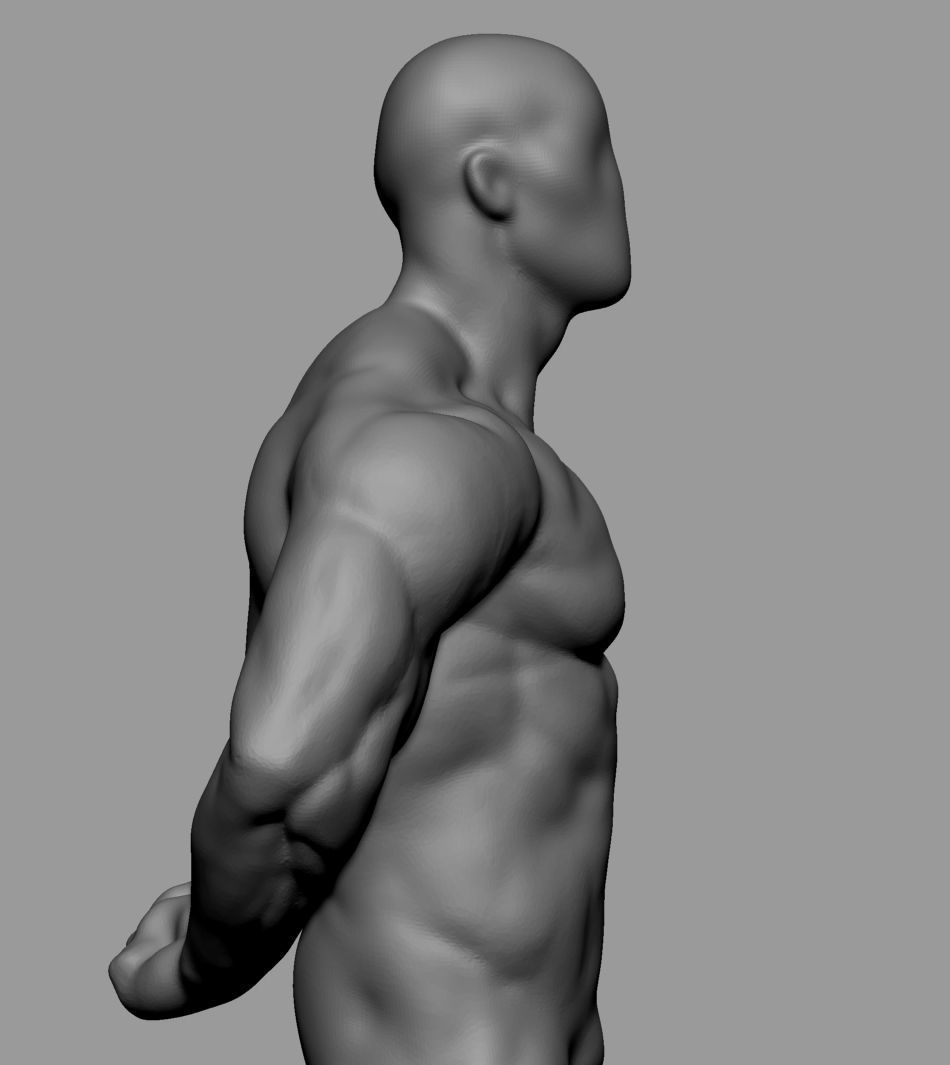 Male Anatomy Body Parts 3D Model Collection_38