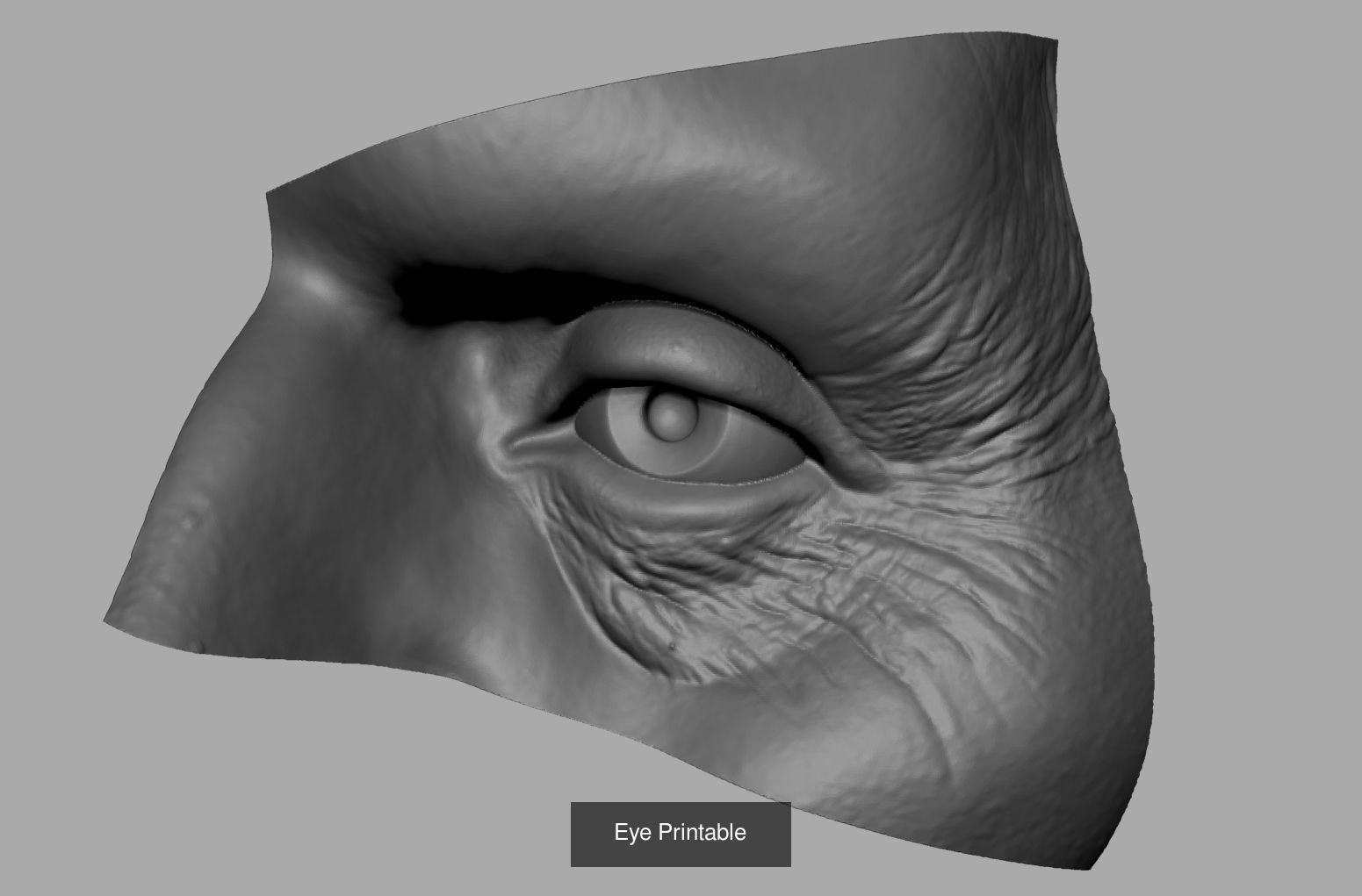 Male Anatomy Body Parts 3D Model Collection_2