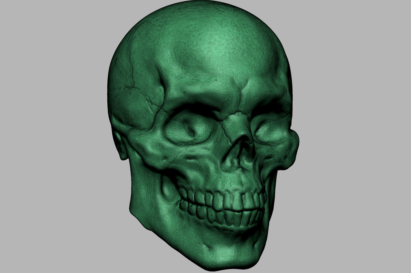 Male Anatomy Body Parts 3D Model Collection_59