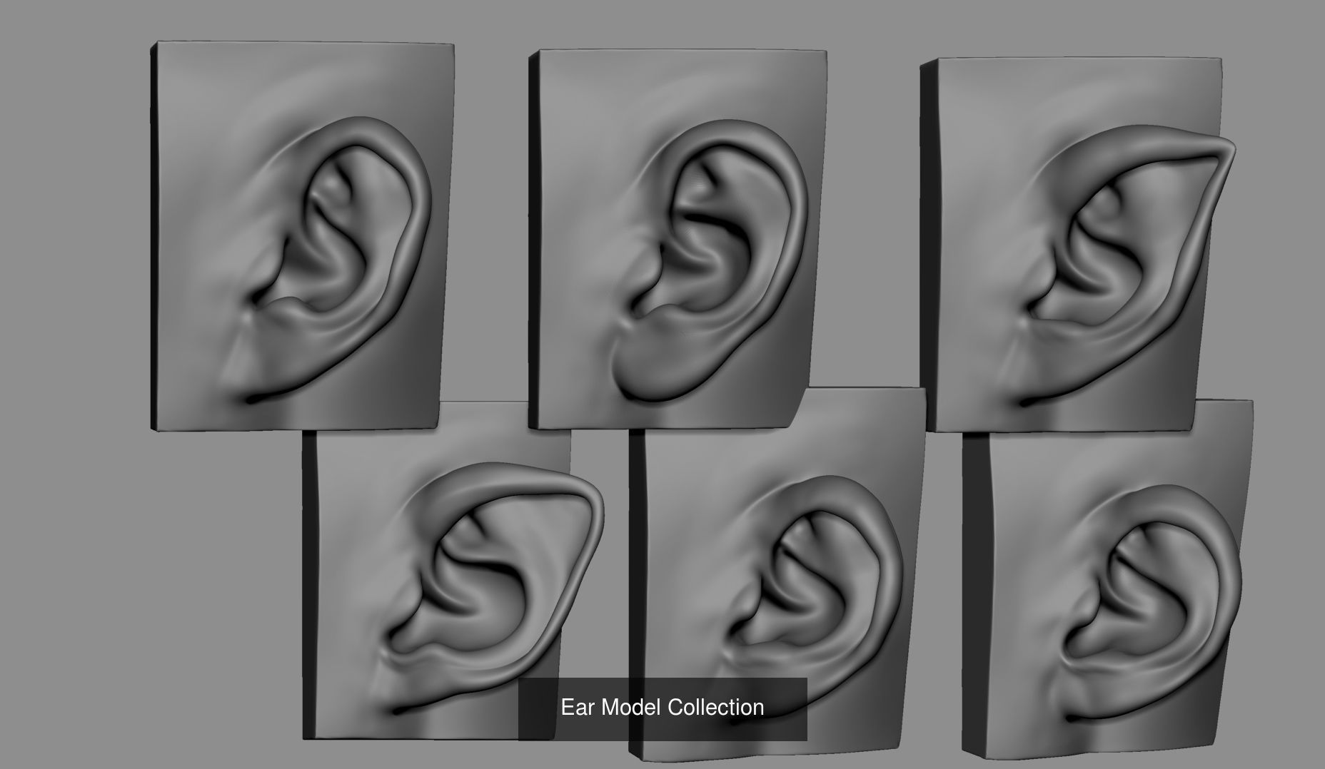 Male Anatomy Body Parts 3D Model Collection_3