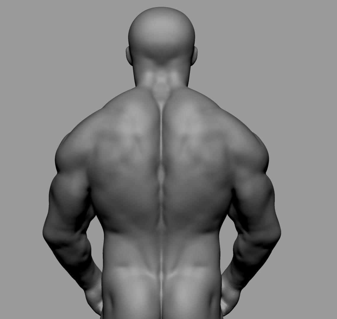 Male Anatomy Body Parts 3D Model Collection_41