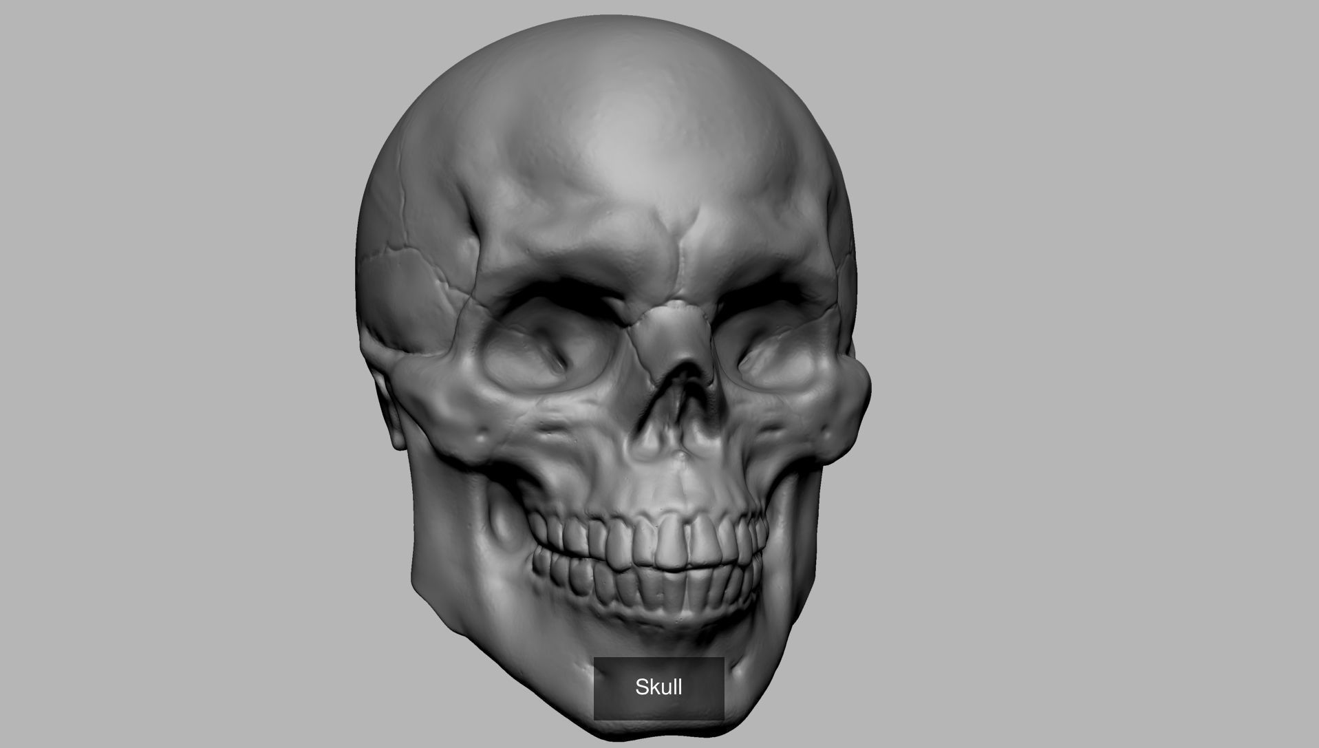 Male Anatomy Body Parts 3D Model Collection_6