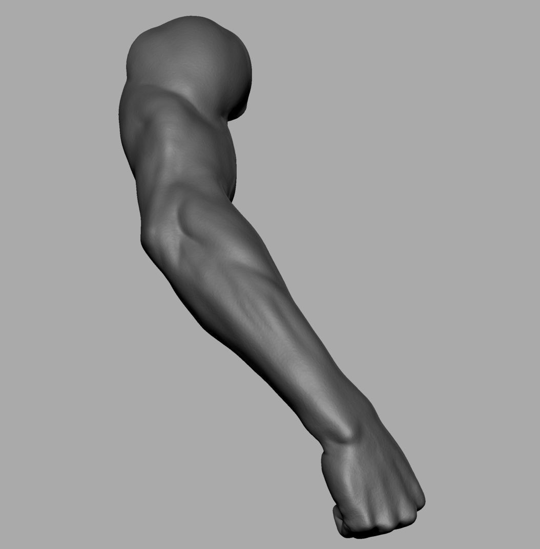 Male Anatomy Body Parts 3D Model Collection_10