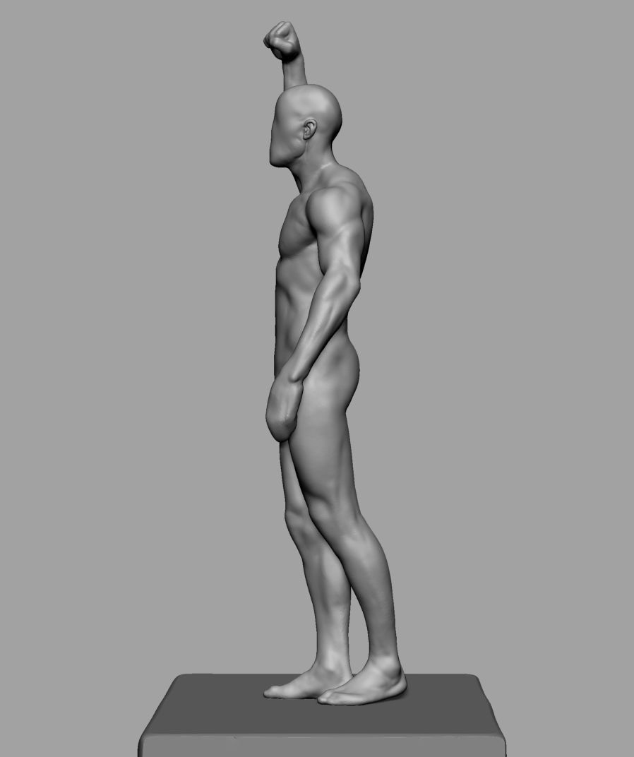 Male Anatomy Body Parts 3D Model Collection_34