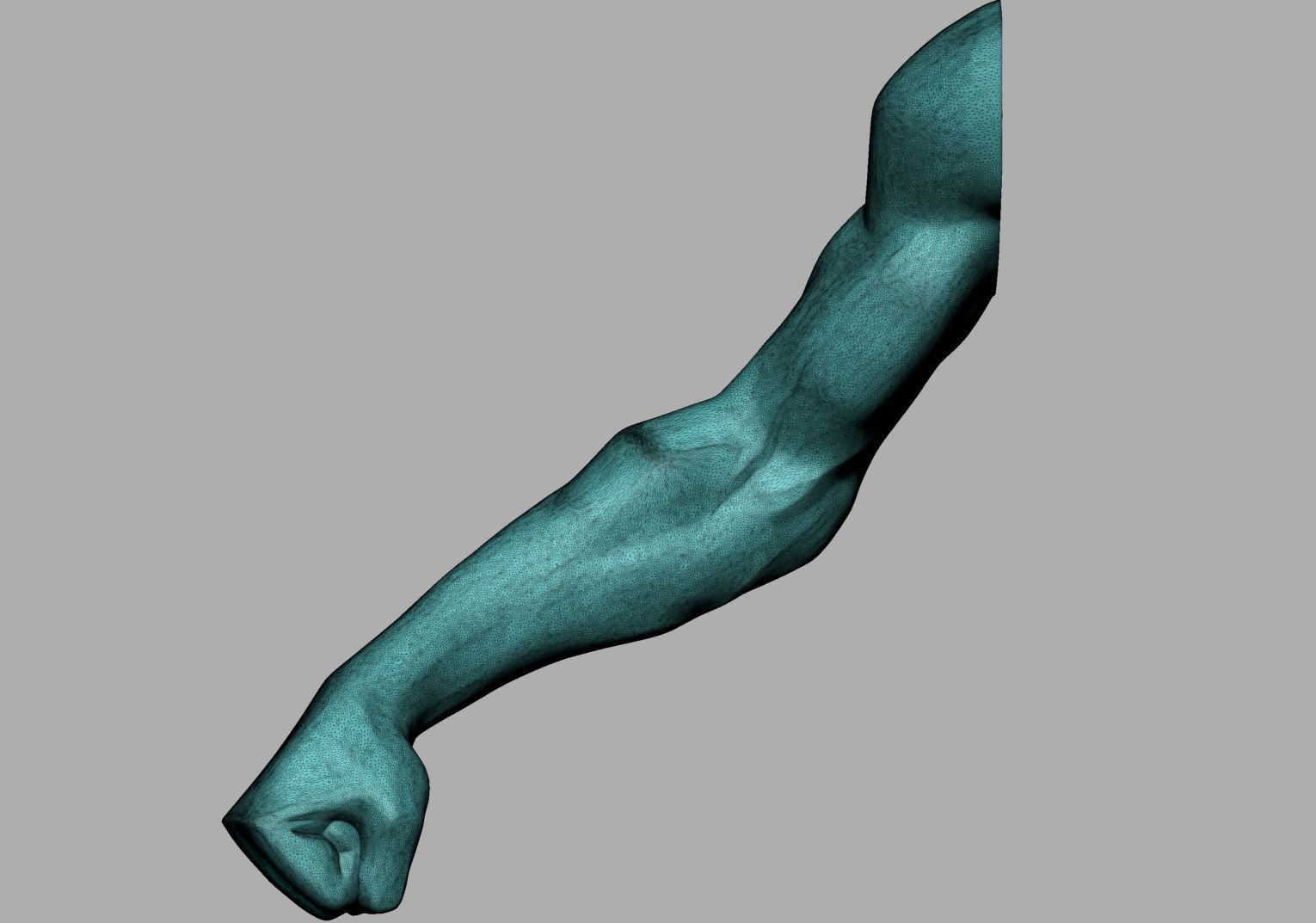 Male Anatomy Body Parts 3D Model Collection_61