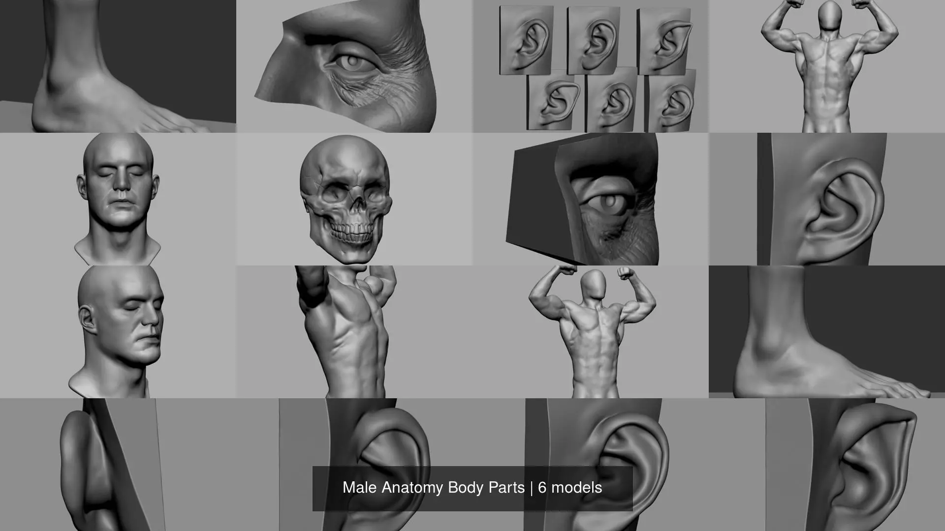 Male Anatomy Body Parts 3D Model Collection_0