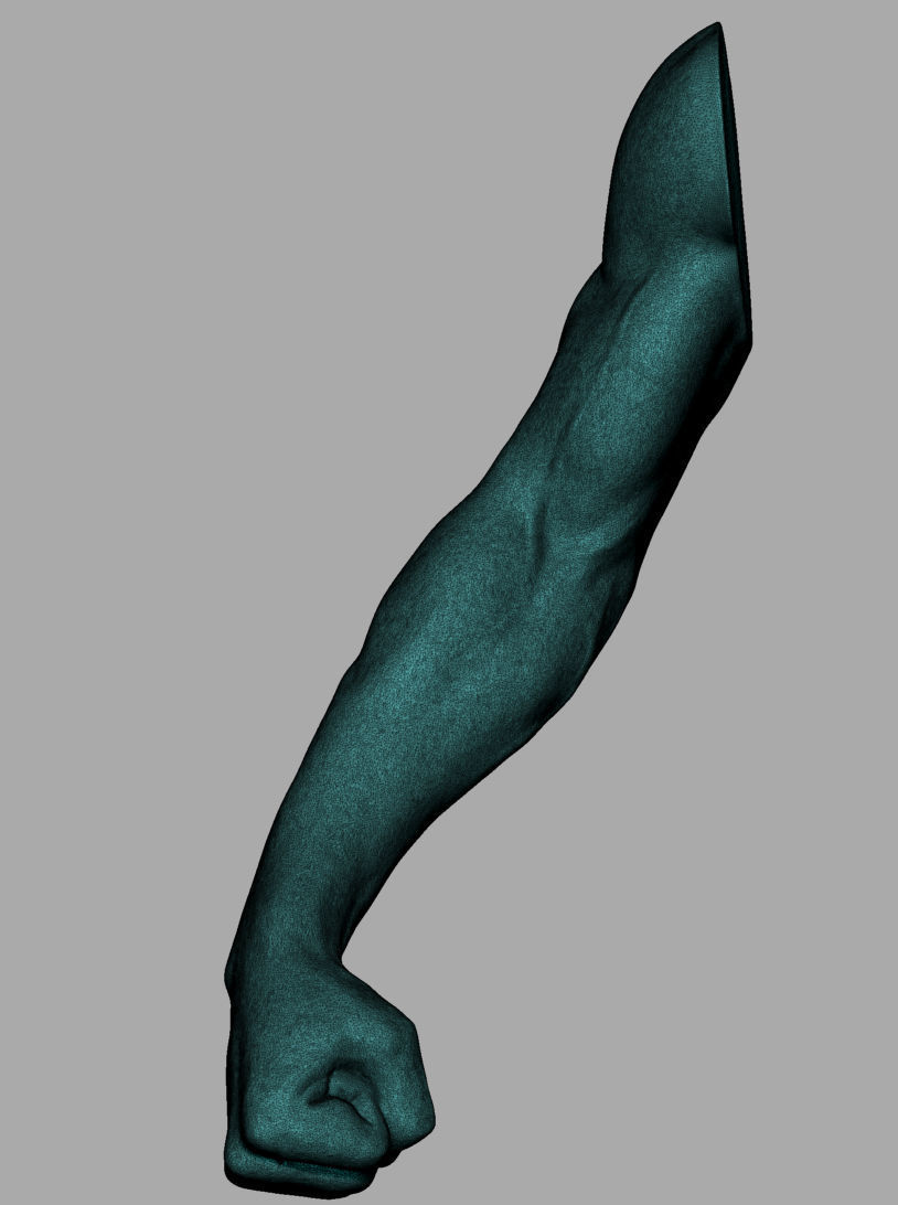 Male Anatomy Body Parts 3D Model Collection_11