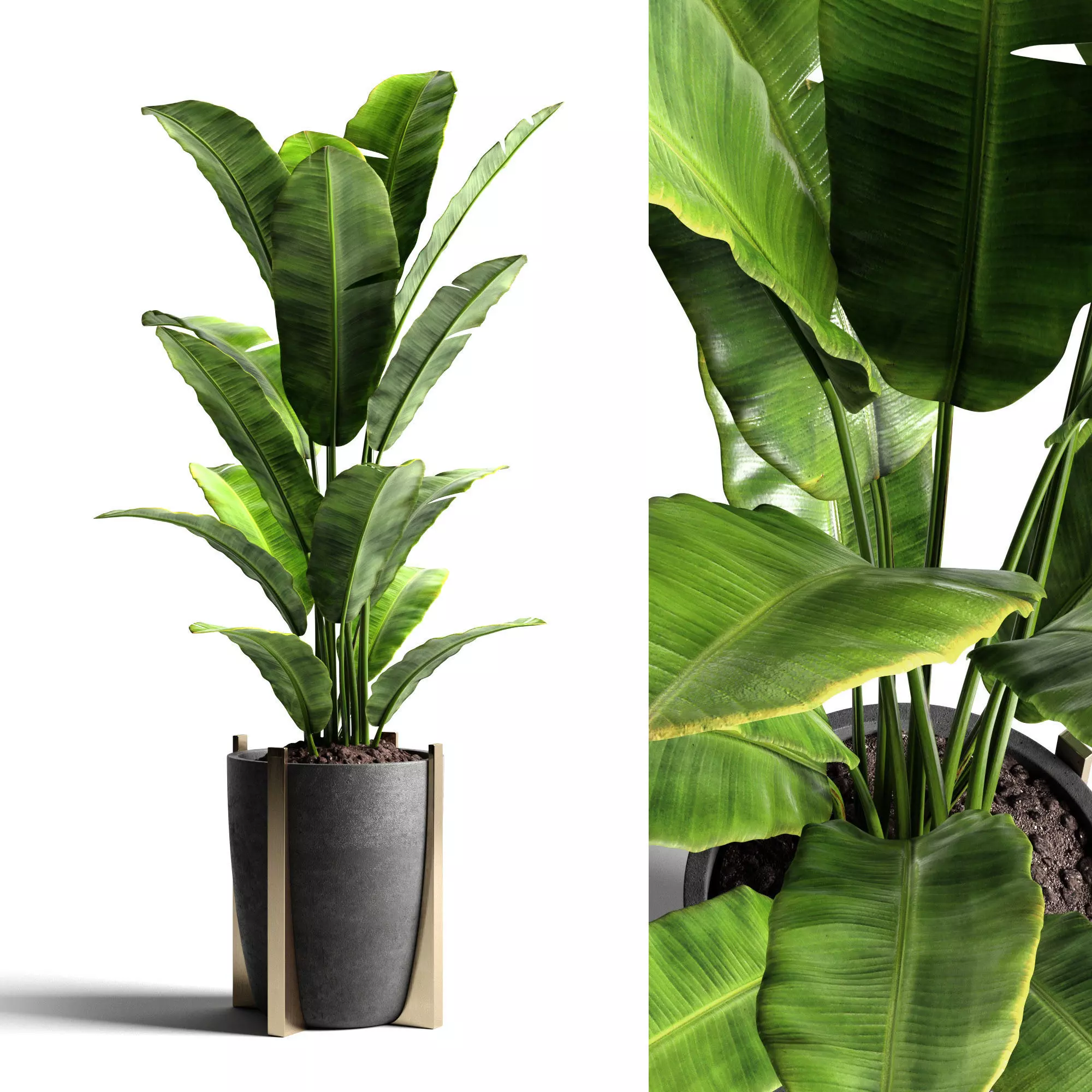 Banana tree 2 3D model_0