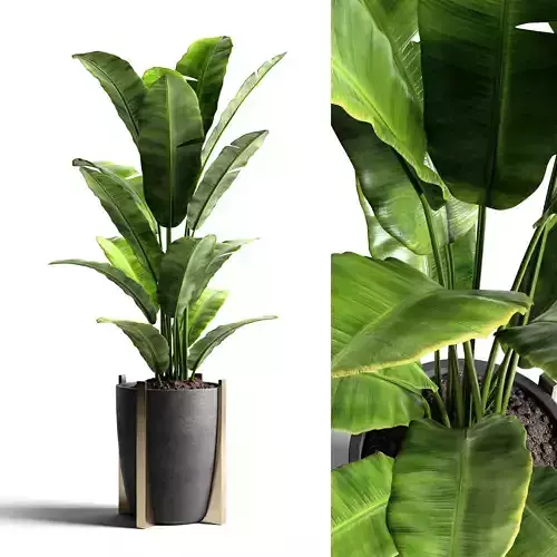 Banana tree 2 3D model
