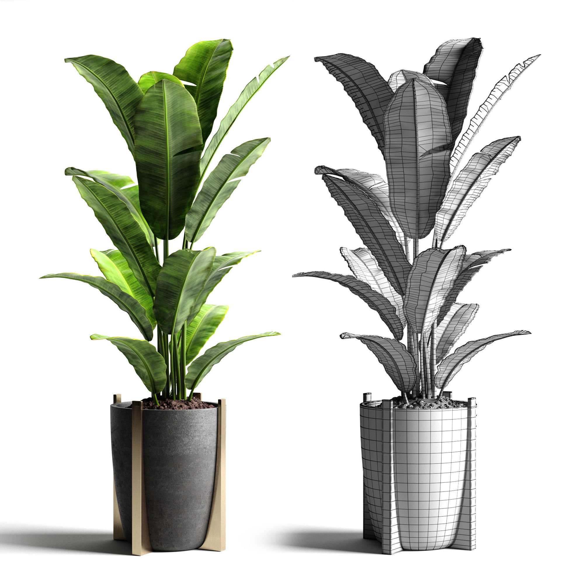 Banana tree 2 3D model_3