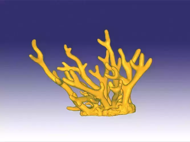 Staghorn coral