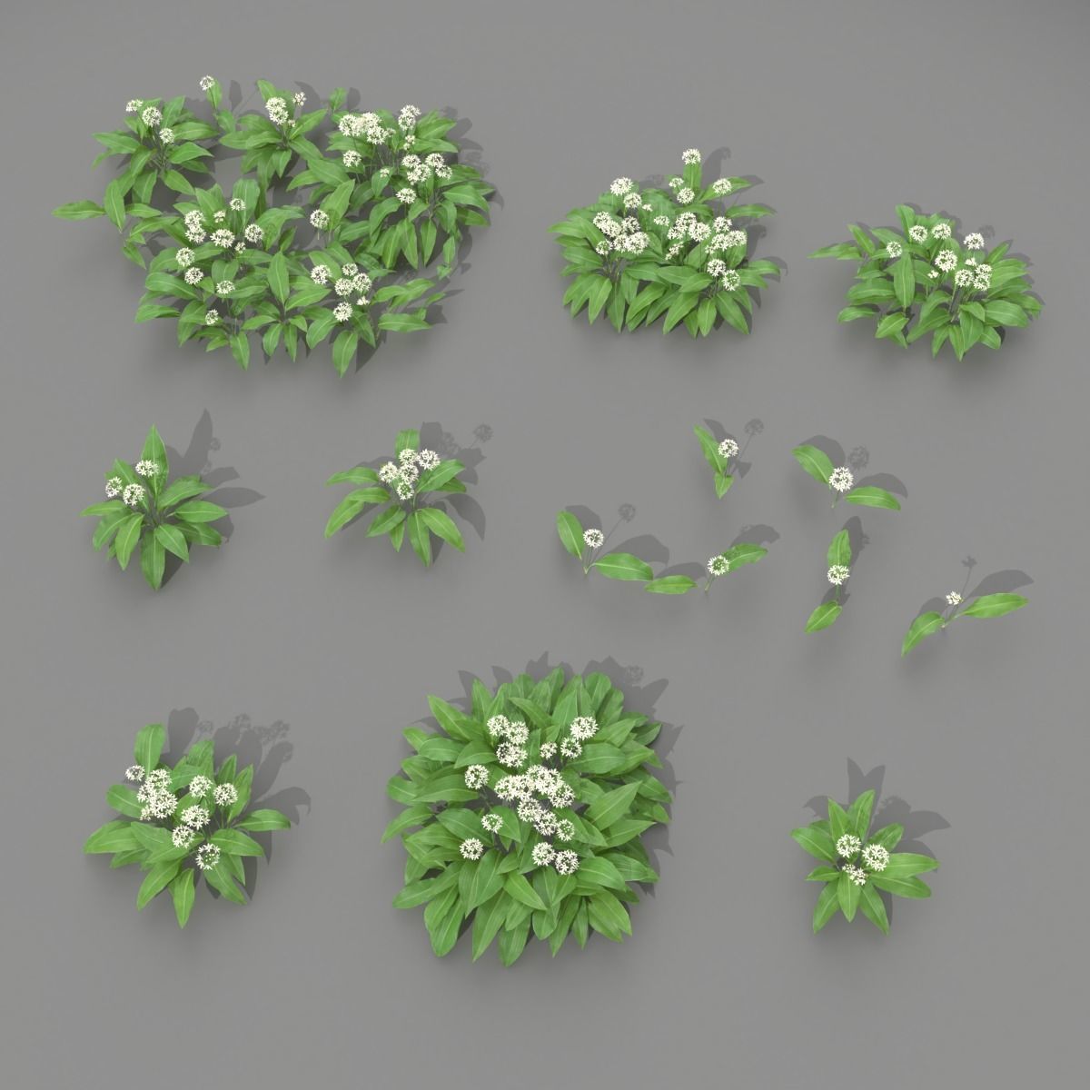 Allium Ursinum 3D model_1