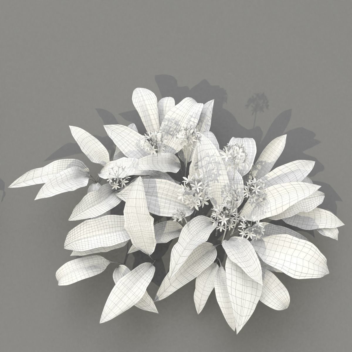 Allium Ursinum 3D model_10