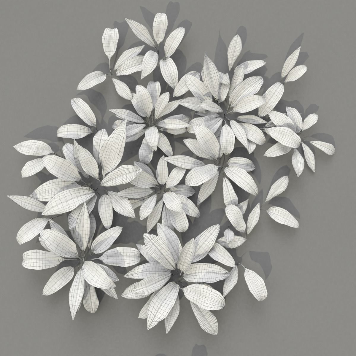 Allium Ursinum 3D model_13