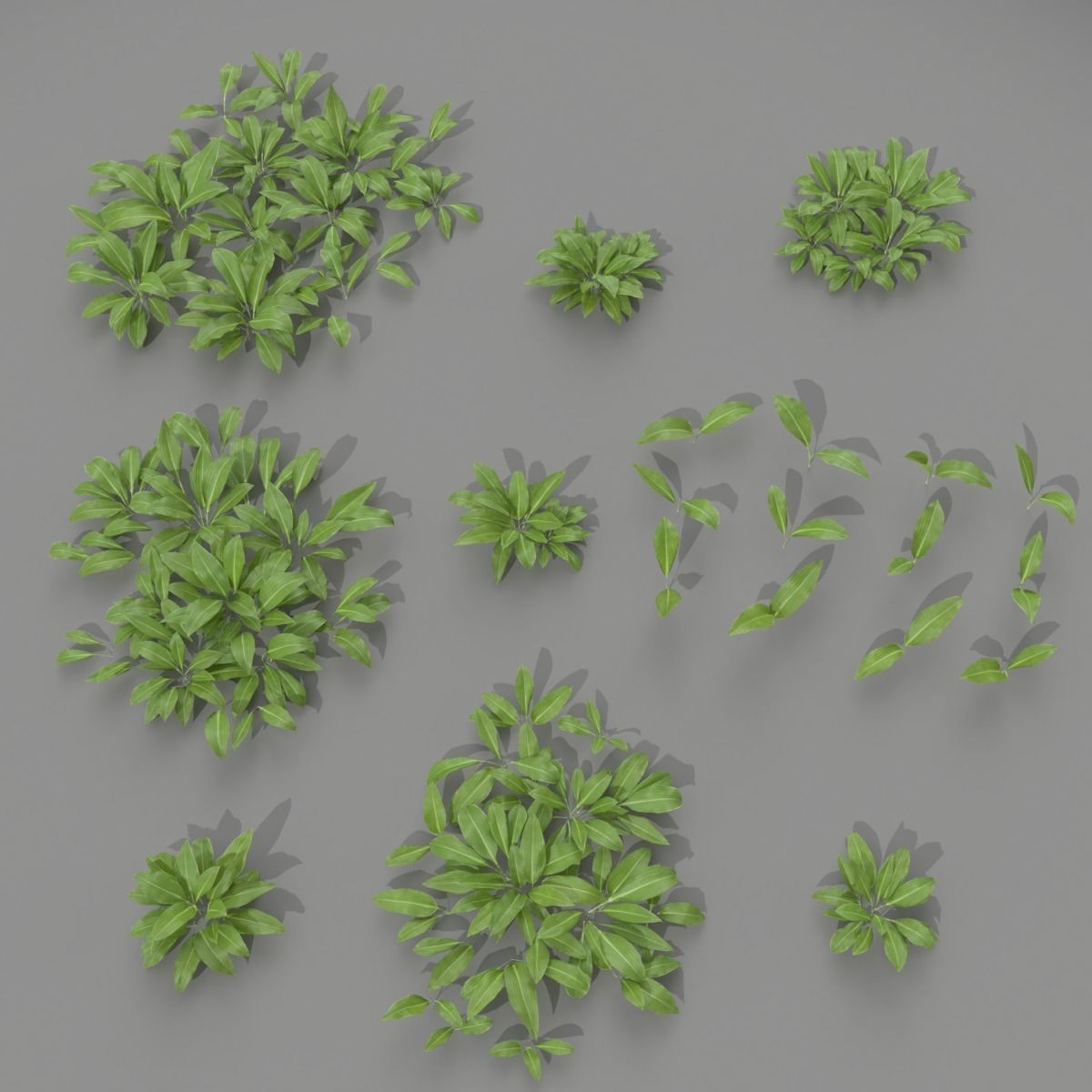 Allium Ursinum 3D model_2