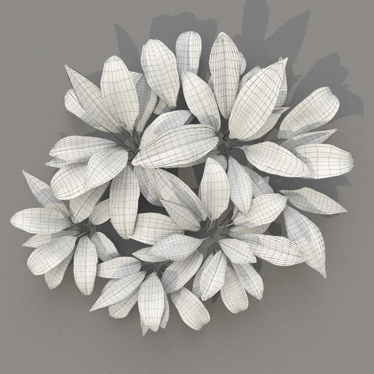Allium Ursinum 3D model_18