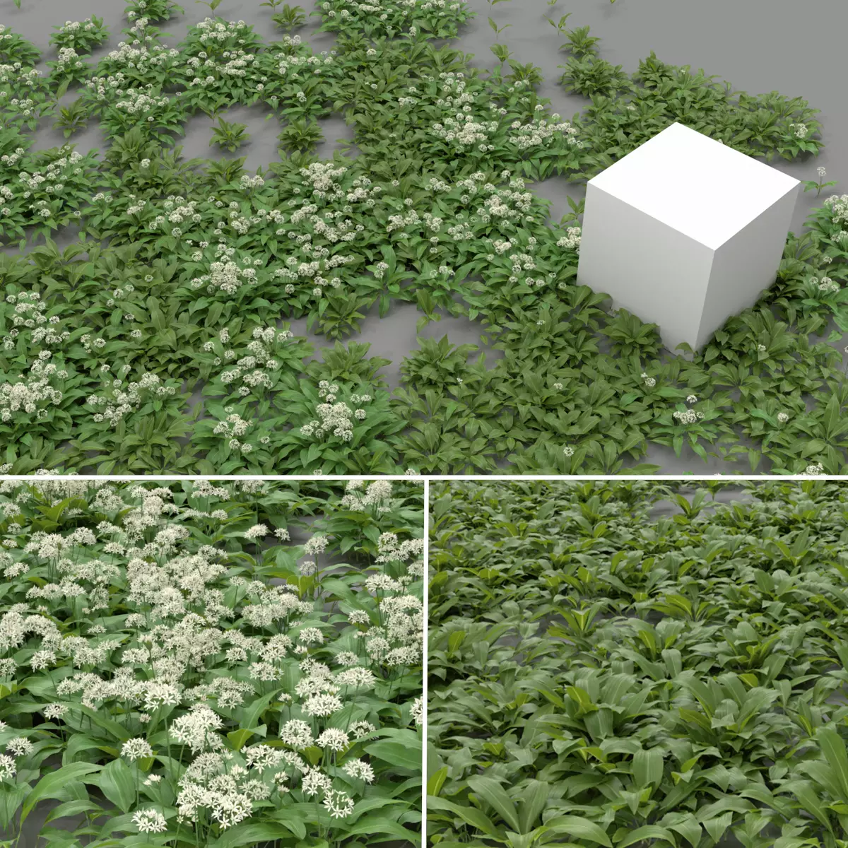 Allium Ursinum 3D model_0