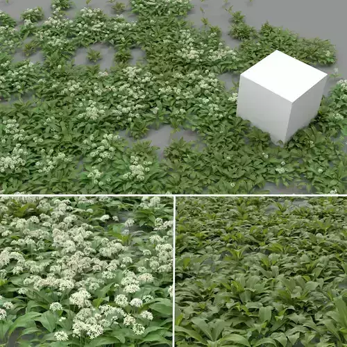 Allium Ursinum 3D model