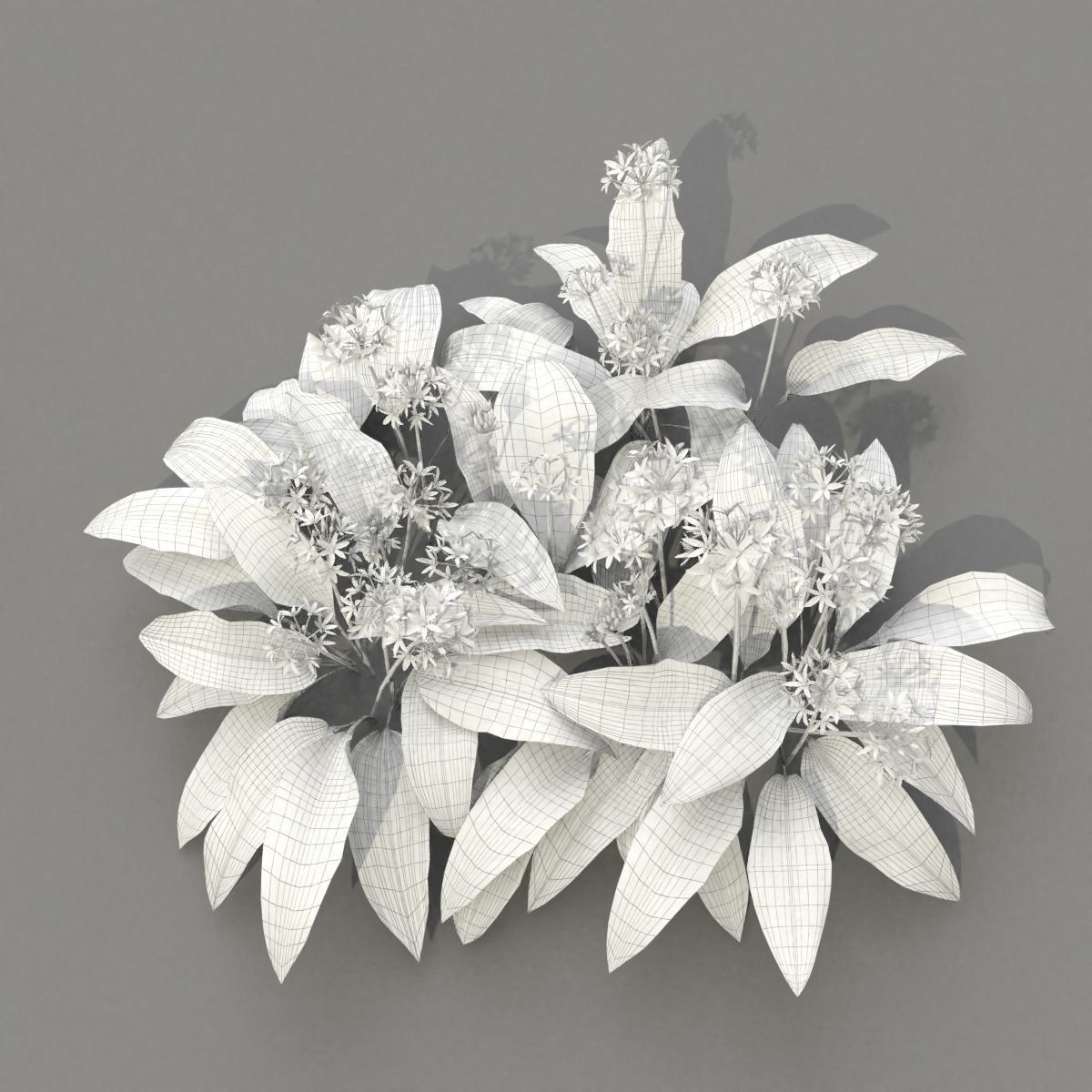 Allium Ursinum 3D model_9