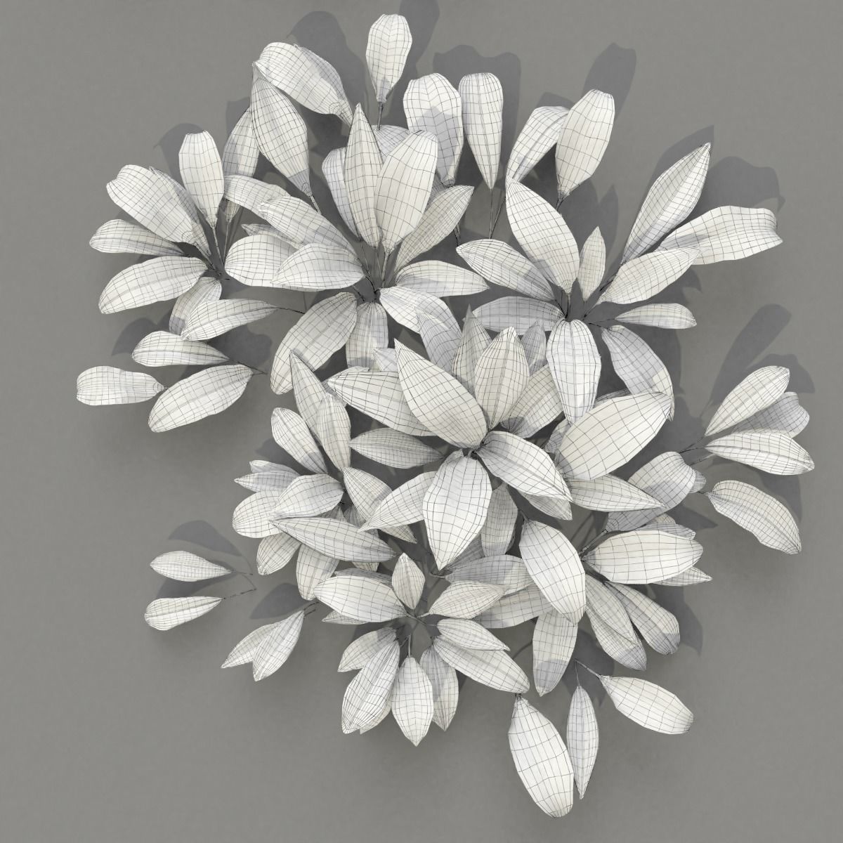 Allium Ursinum 3D model_14