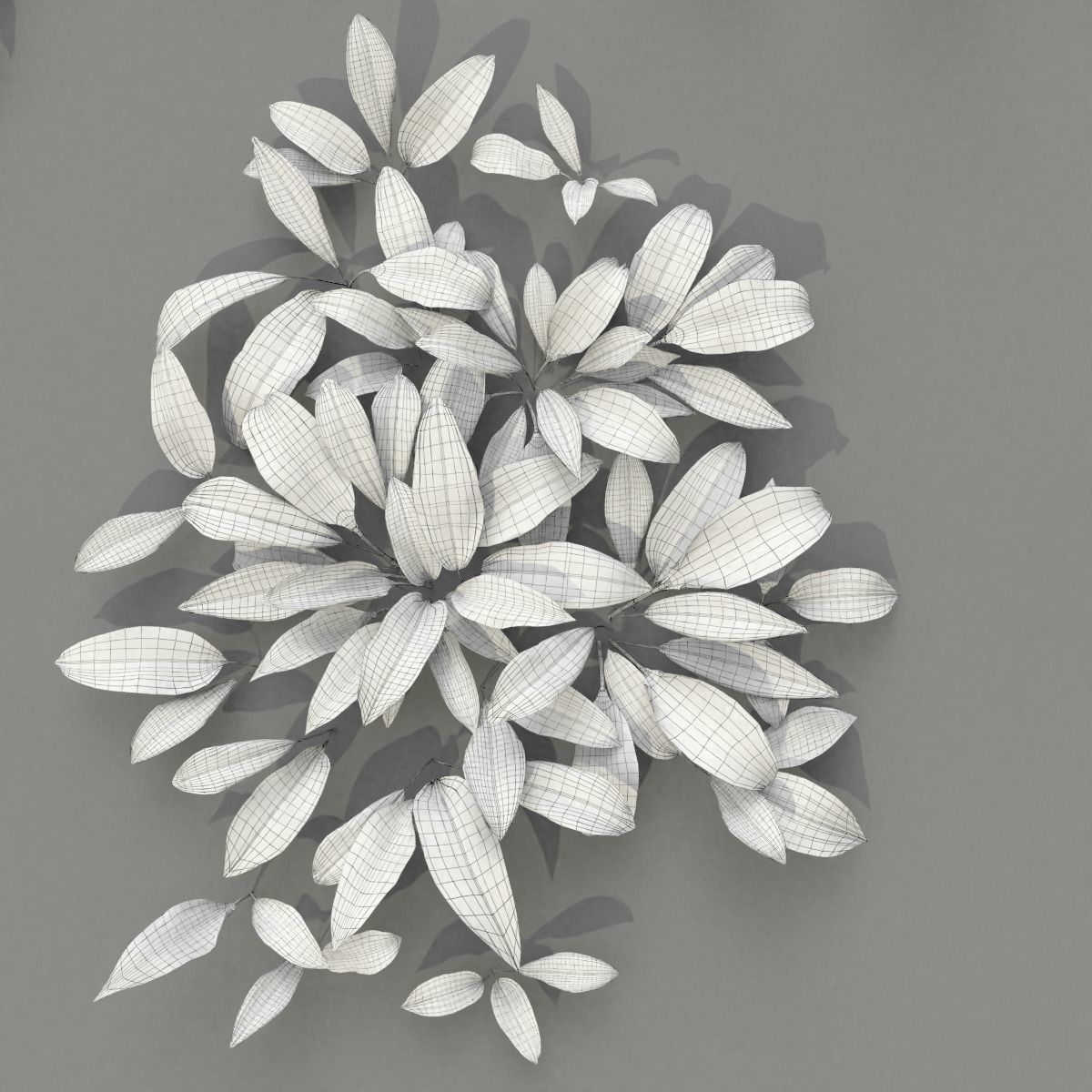 Allium Ursinum 3D model_15