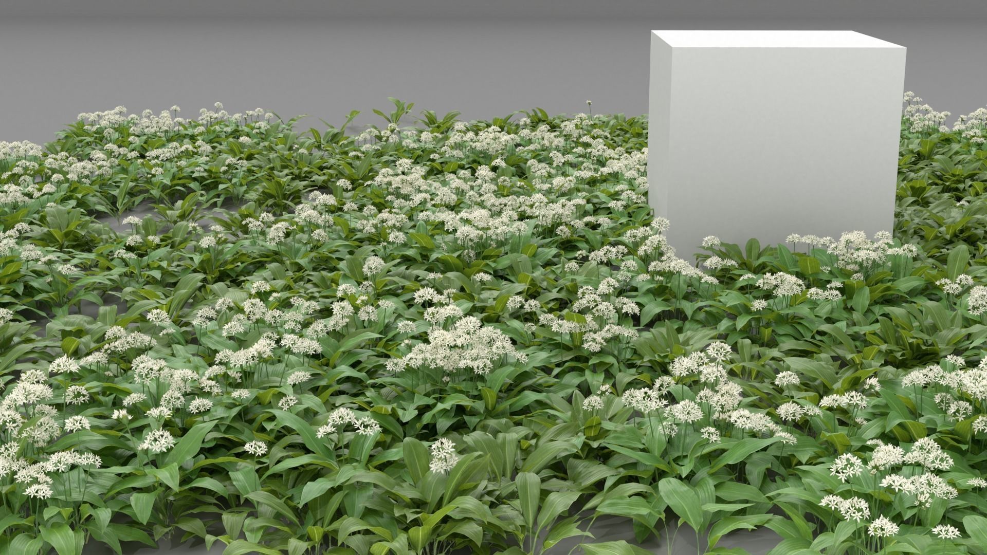 Allium Ursinum 3D model_6