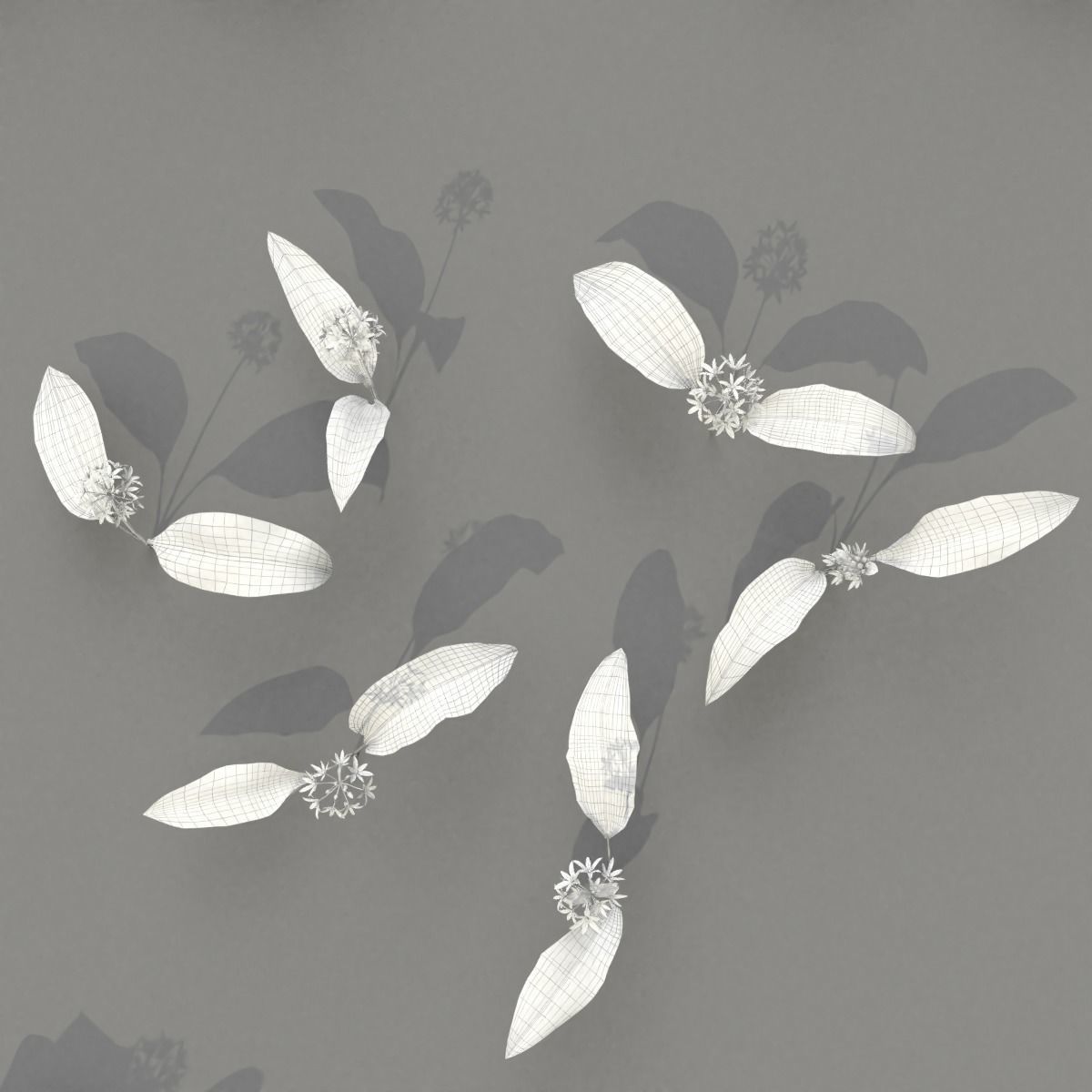 Allium Ursinum 3D model_12