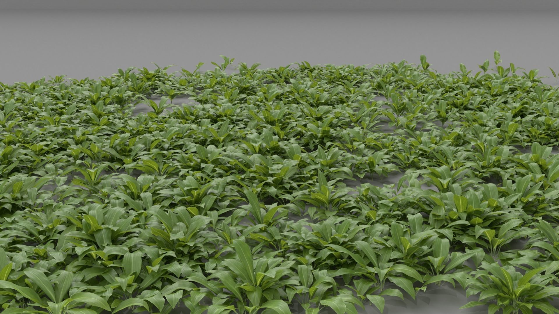 Allium Ursinum 3D model_4