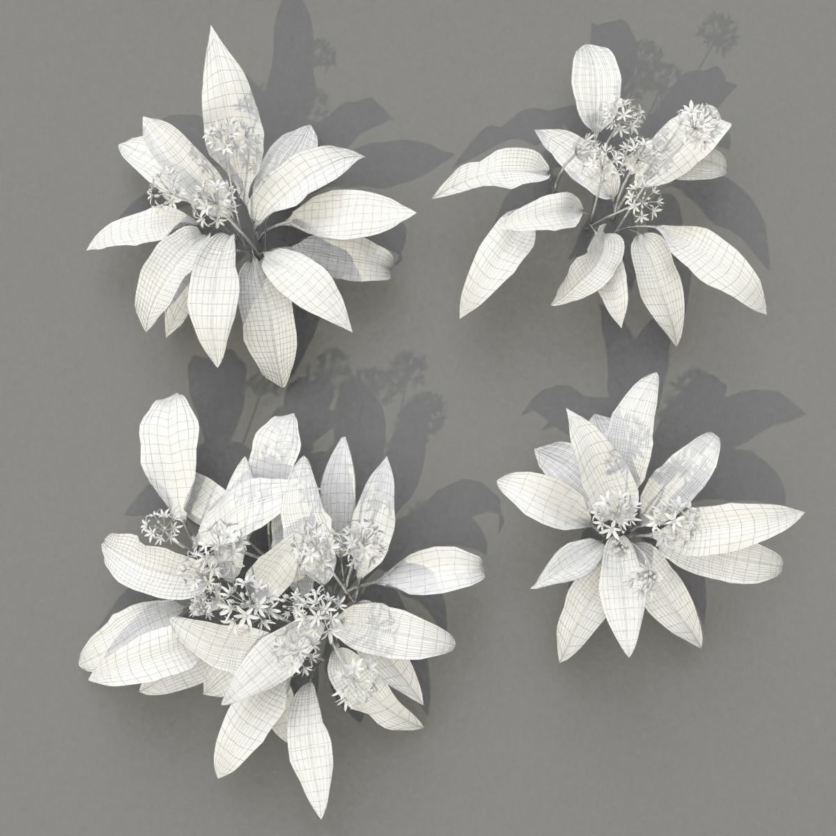 Allium Ursinum 3D model_11