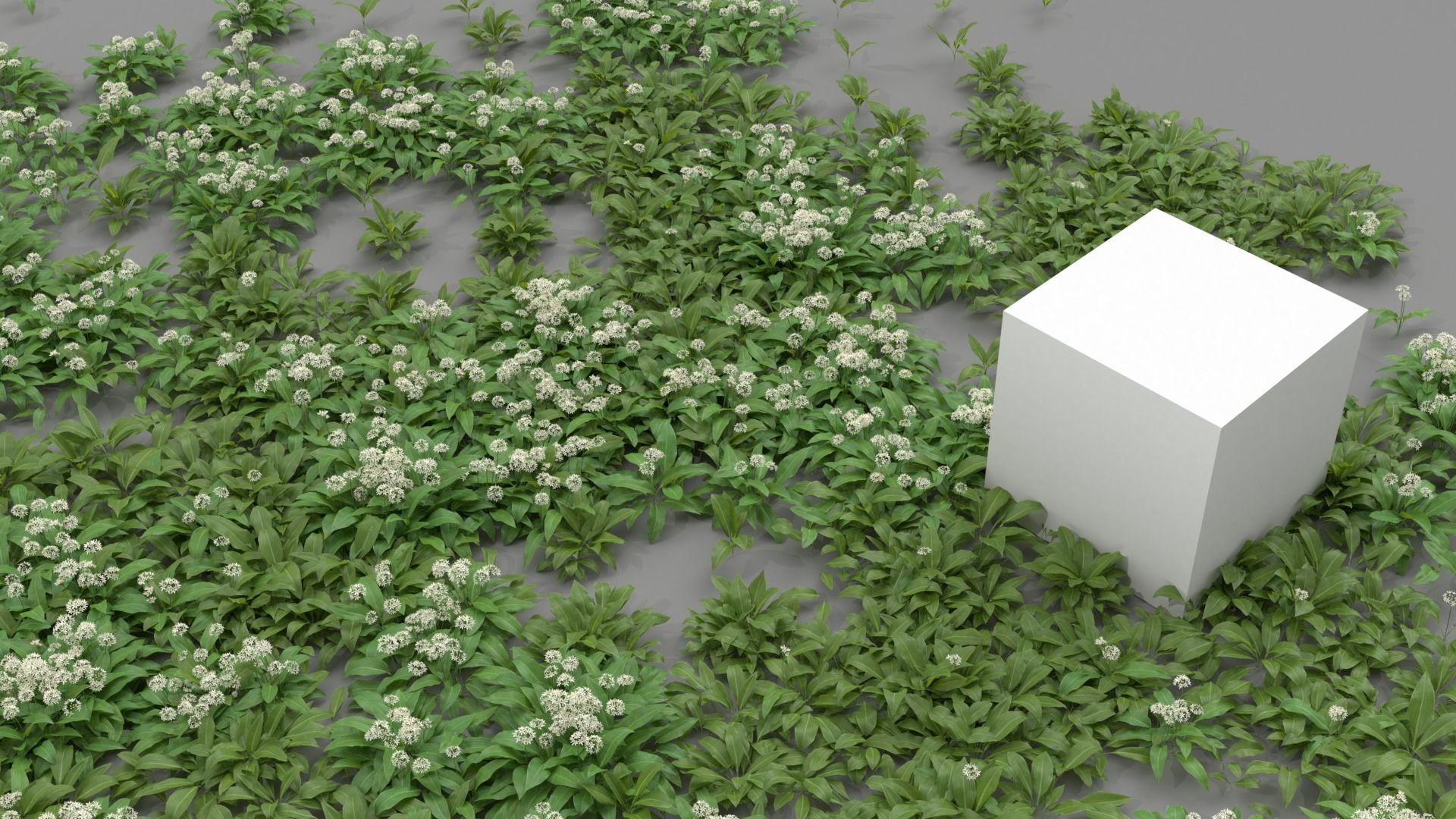 Allium Ursinum 3D model_5