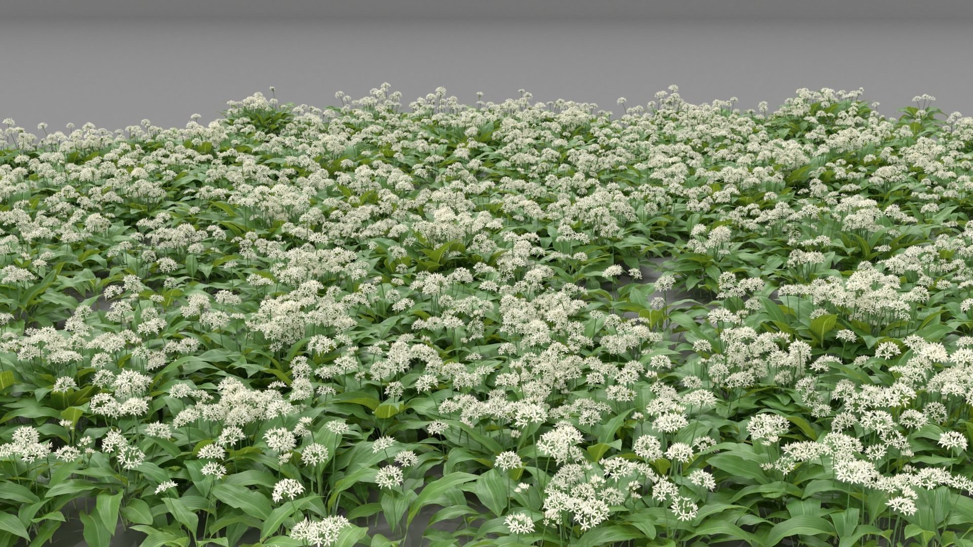 Allium Ursinum 3D model_3