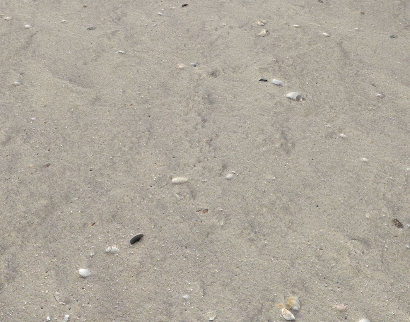 Ground terrain beach PBR pack 2  Texture_11