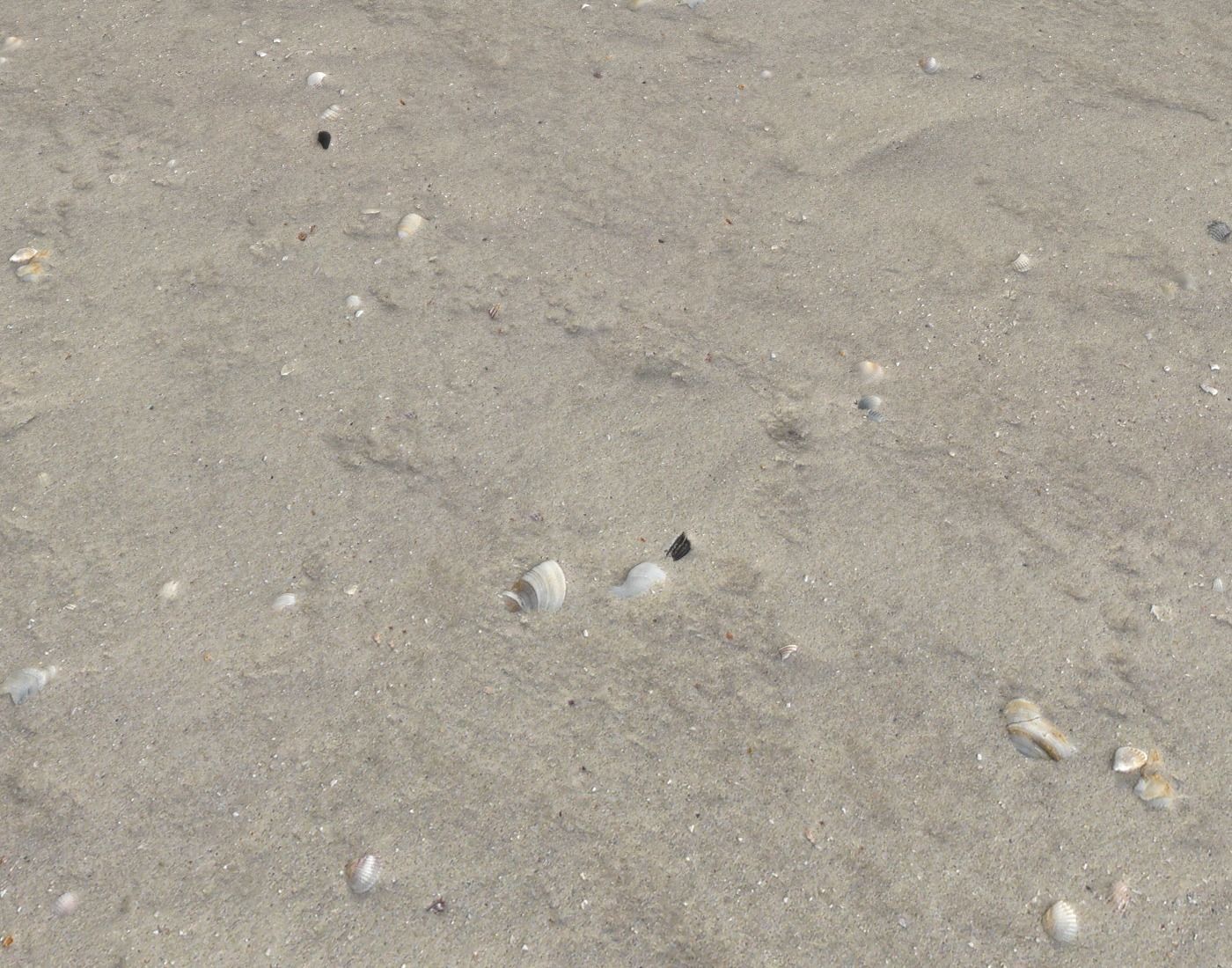 Ground terrain beach PBR pack 2  Texture_10