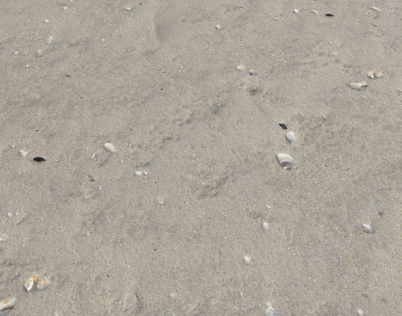 Ground terrain beach PBR pack 2  Texture_9