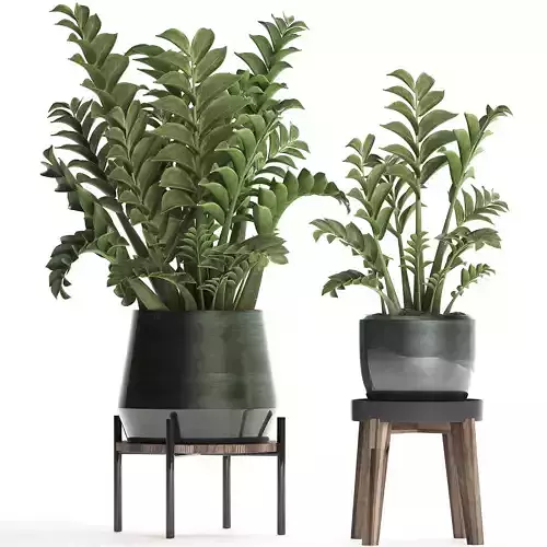 Collection Exotic plants in a pot 449 Zamioculcas 3D model