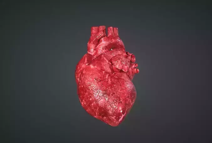 Human Heart Low-poly 3D model