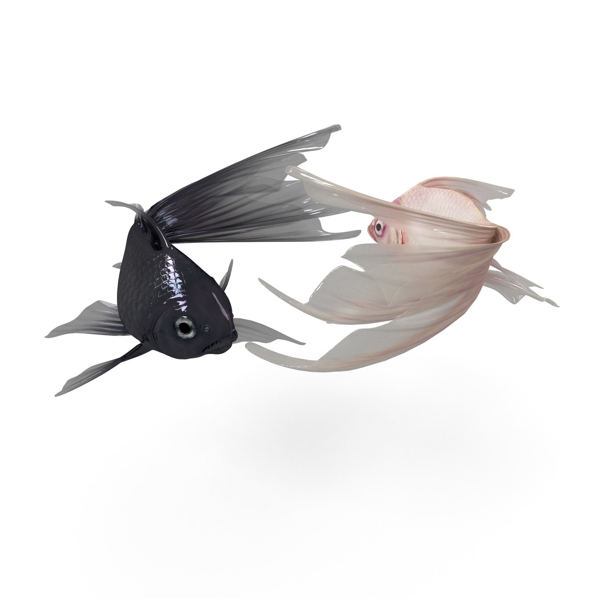 Yin Yang Fish Low-poly 3D model_4